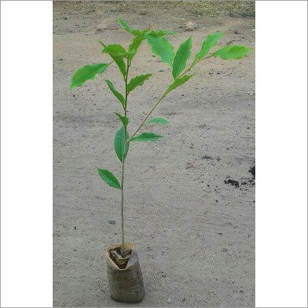 Agarwood Plant By PANCHAVATI HERBALS
