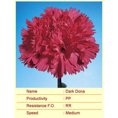 Dark Dona Carnation Plant