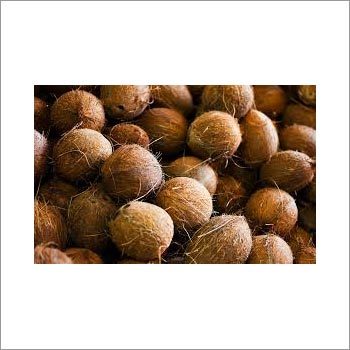 Whole Brown Coconuts - Organic Fresh Whole Husk, Enriched with Nutrients, Sweet Taste Ideal for Cooking and Spiritual Functions