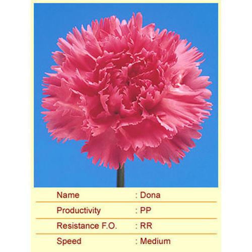 Dona Carnation Plant