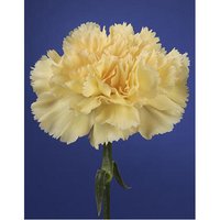 Soto Carnation Plant