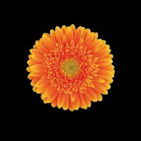 Sabrina Gerbera Plant