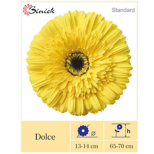 Gerbera Plant