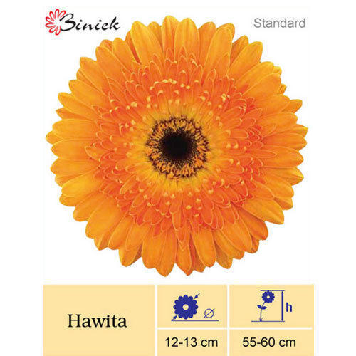 Hawita Gerbera Plants