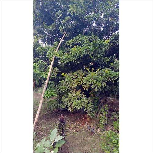 Fruit Plants