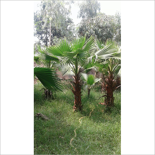 Outdoor Decorative Palm Plant