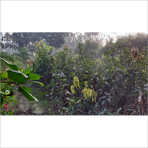 Natural Fruit Plant