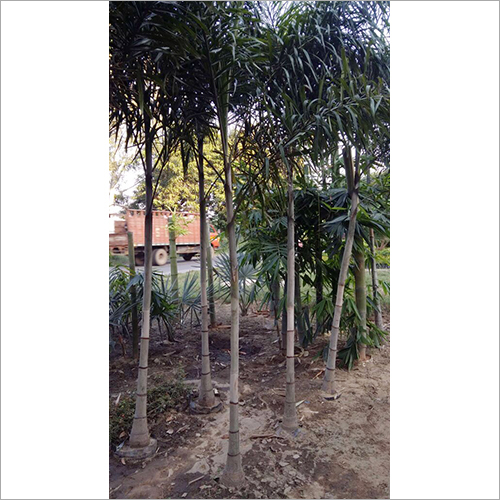 Fox Tail Palm