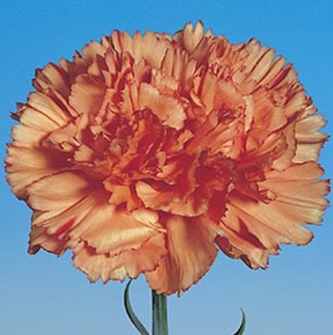 Orange Magic Carnation Plants