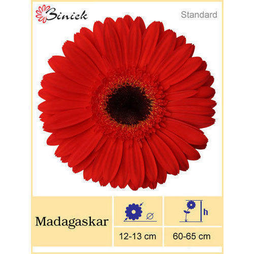 Madagaskar Gerbera Plant