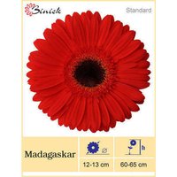 Madagaskar Gerbera Plant