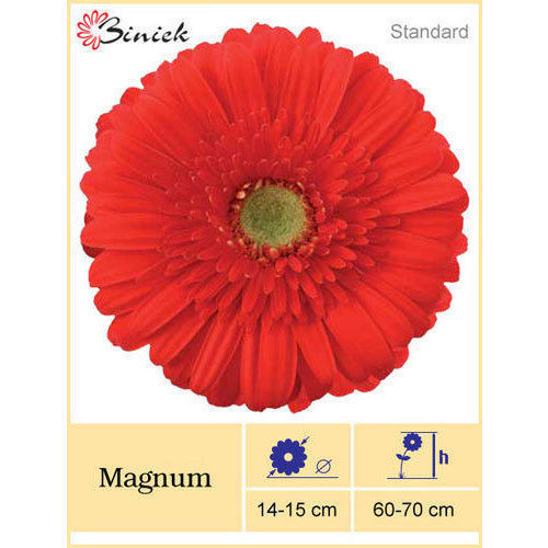 Magnum Gerbera Plant