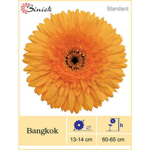 Bangkok Gerbera Plant