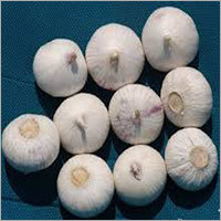 Solo Garlic