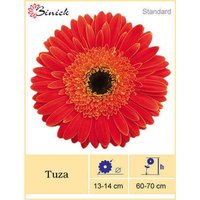 Tuza Gerbera Plant