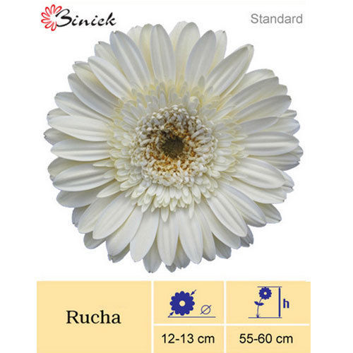 Rucha Gerbera Plant