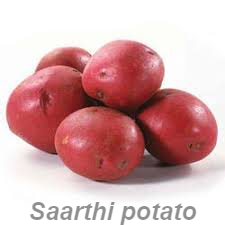 Lady Rosetta Potato