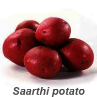 Lady Rosetta Potato - Early Maturation (90-110 Days), Medium Dry Matter , Light Red Color, Good Taste, Ideal For Boiling, Baking, And Chipping