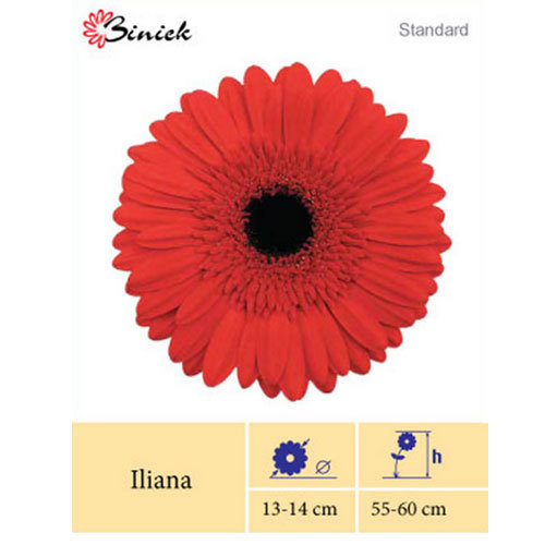 Lliana Gerbera Plants