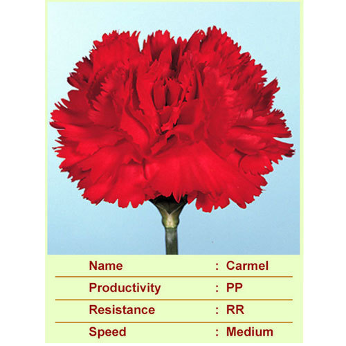 Carmel Carnation Plants