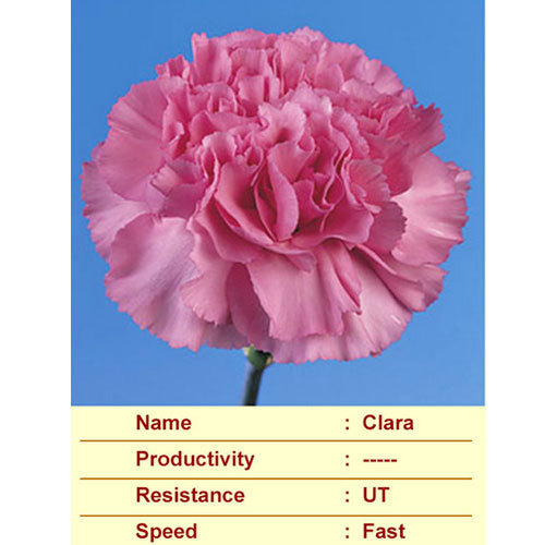 Clara Carnation Plant