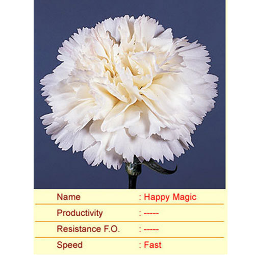 Happy Magic Carnation Plant