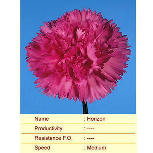 Horizon Carnation Plant