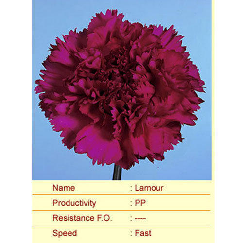 Lamour Carnation Plant