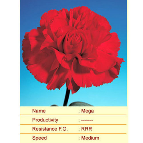 Mega Carnation Plant
