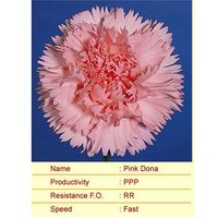 Pink Dona Carnation Plants