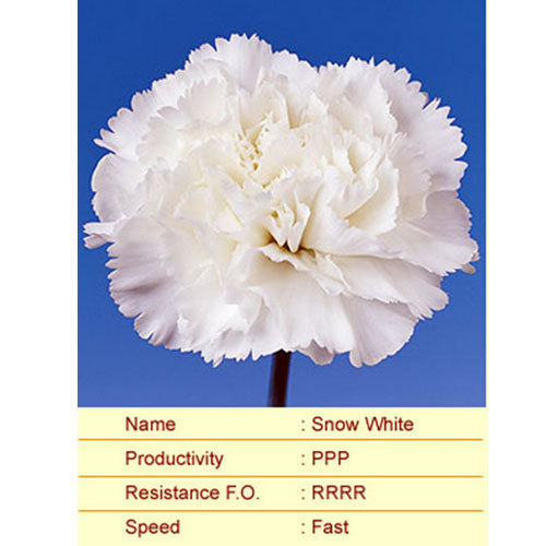 Snow White Carnation Plants