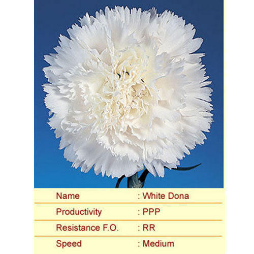 White Dona Carnation Plants