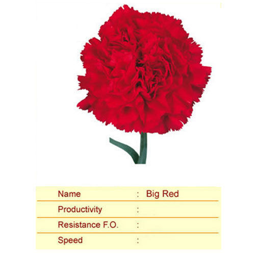 Big Red Carnation Plant