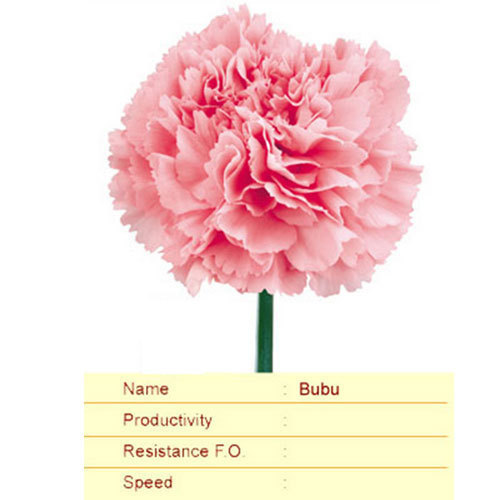 Bubu Carnation Plant