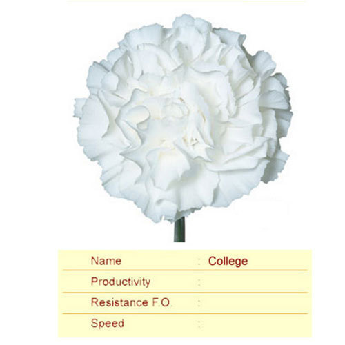 College Carnation Plant