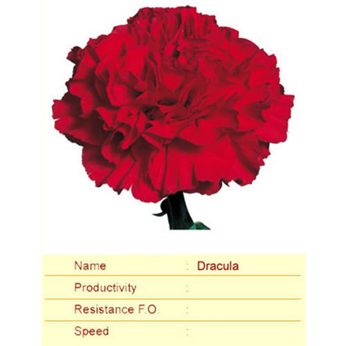 Dracula Carnation Plant