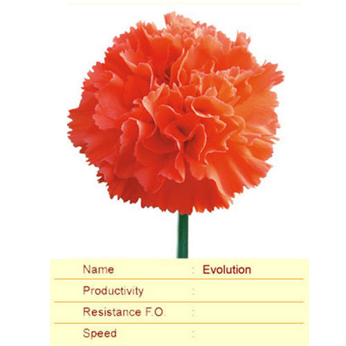 Evolution Carnation Plant