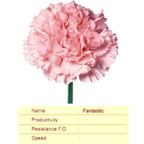 Fantastic Carnation Plant