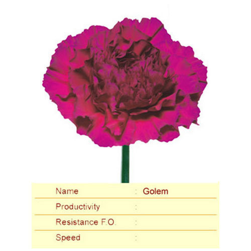 Golem Carnation Plant