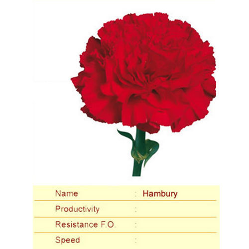 Hambury Carnation Plant