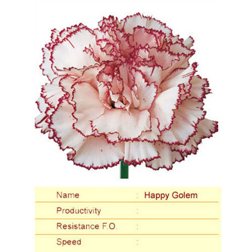 Happy Golem Carnation Plant