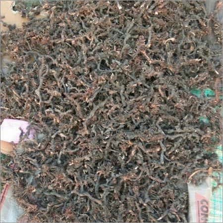 Nagarmotha Root