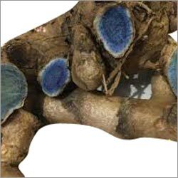 Black Turmeric