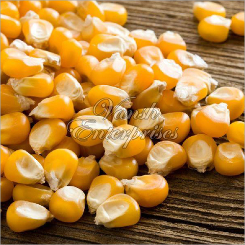 Yellow Corn Seeds