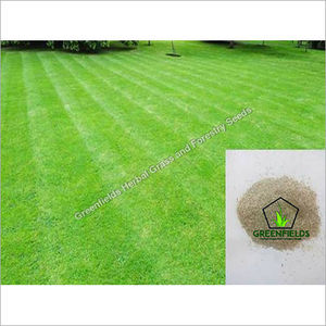 Buy Bermuda Grass Seeds Online In India Hyderabad Treekart Com