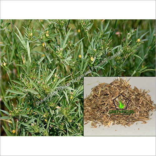 Fodder Grass Seeds Stylo Hamata