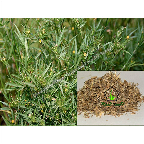 Sees Fodder Grass Seeds Stylo Hamata