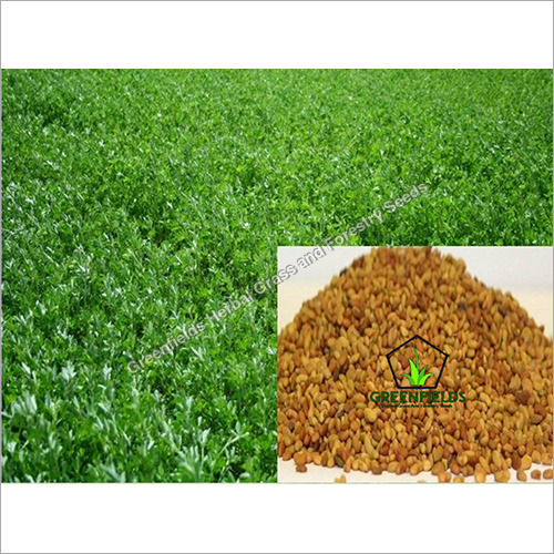 Multi Cut Alfalfa Grass Seeds Purity: 100%