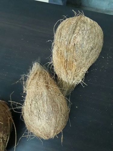 Semi Husked Coconut Semi Husked Coconut