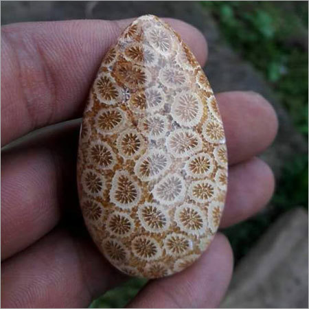 Fossil Coral